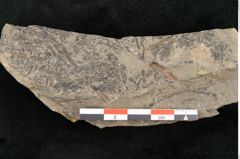 Foto (Detailansicht) von Hymenophyllites australis Ettingshausen (NHMW-GEO-2024-0188-10338)